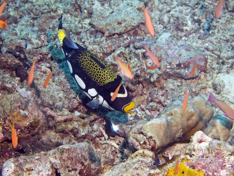Picasso Trigger Fish, Barracuda Point
